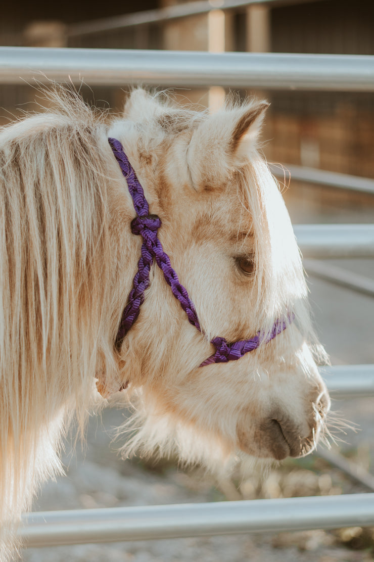 Pony Braided Lariat Halters